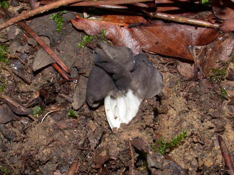 Una  Hevella  - Quale ?